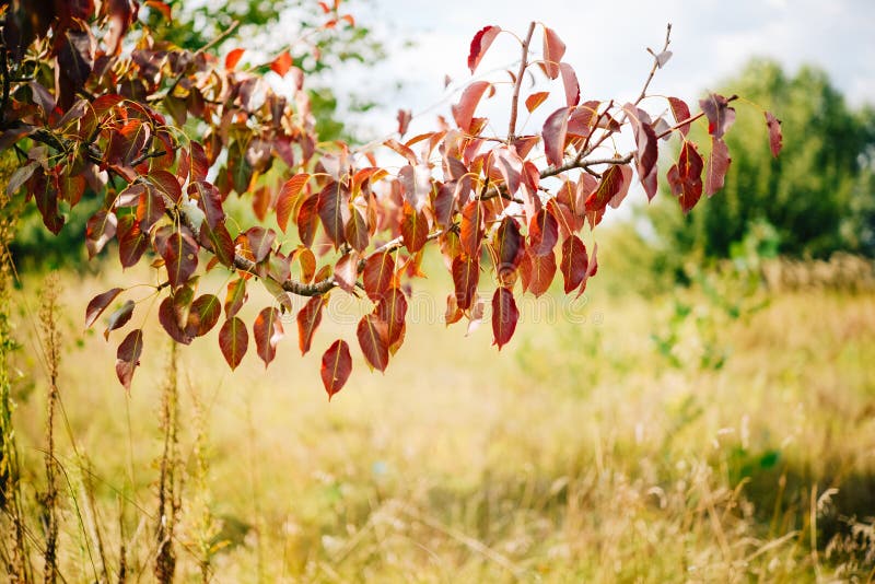 Foglie d'autunno sull'albero. stagione di fogliame colorato.