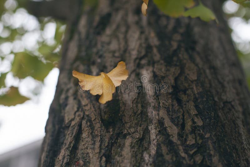 Foglie d'ingiallimento del ginkgo biloba immagini stock Foglie d'ingiallimento del ginkgo biloba immagini stock