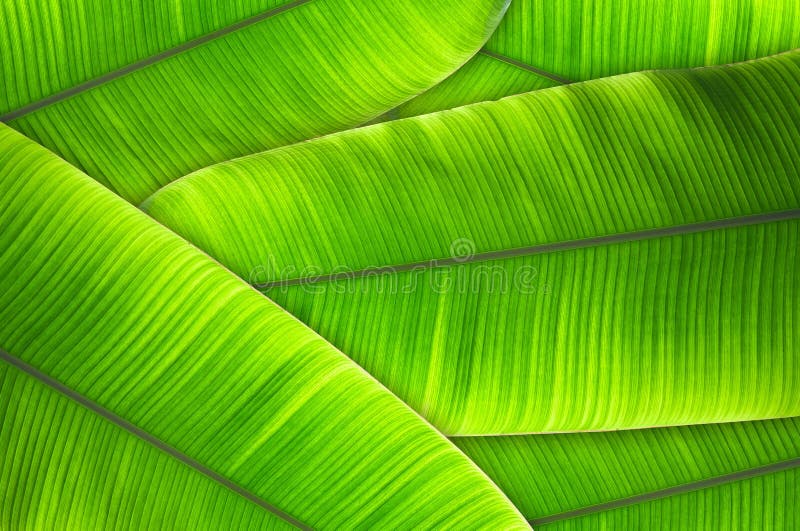 Foglie dei precedenti astratti strutturati del banano fotografia stock libera da diritti