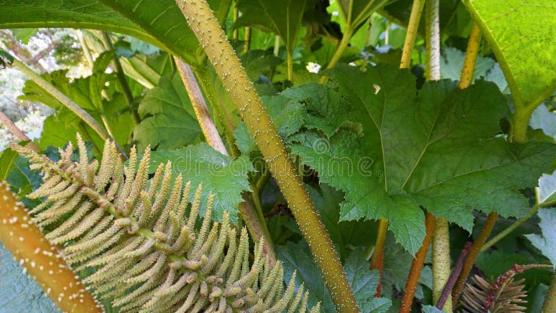 Foglie del gigante-rabarbaro e forme che brasiliane vistose e luminose dell'inflorescenza i fiori di una punta si chiudono su Con fotografie stock Foglie del gigante-rabarbaro e forme che brasiliane vistose e luminose dell'inflorescenza i fiori di una punta si chiudono su Con fotografie stock