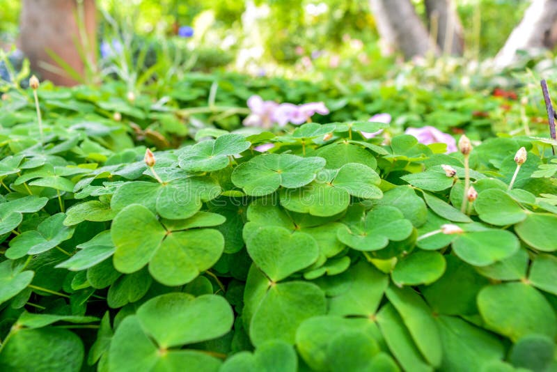 Foglie del trifoglio dell'orso, acetoselle tre-leaved Priorit? bassa di giorno del `s della st Patrick fotografia stock Foglie del trifoglio dell'orso, acetoselle tre-leaved Priorit? bassa di giorno del `s della st Patrick fotografia stock