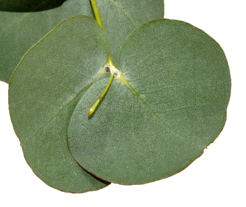 Foglie dell'eucalyptus fotografie stock libere da diritti Foglie dell'eucalyptus fotografie stock libere da diritti