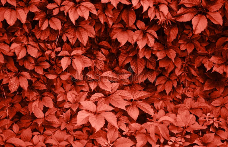 Foglie dell'uva selvaggia nei colori di corallo fotografia stock Foglie dell'uva selvaggia nei colori di corallo fotografia stock