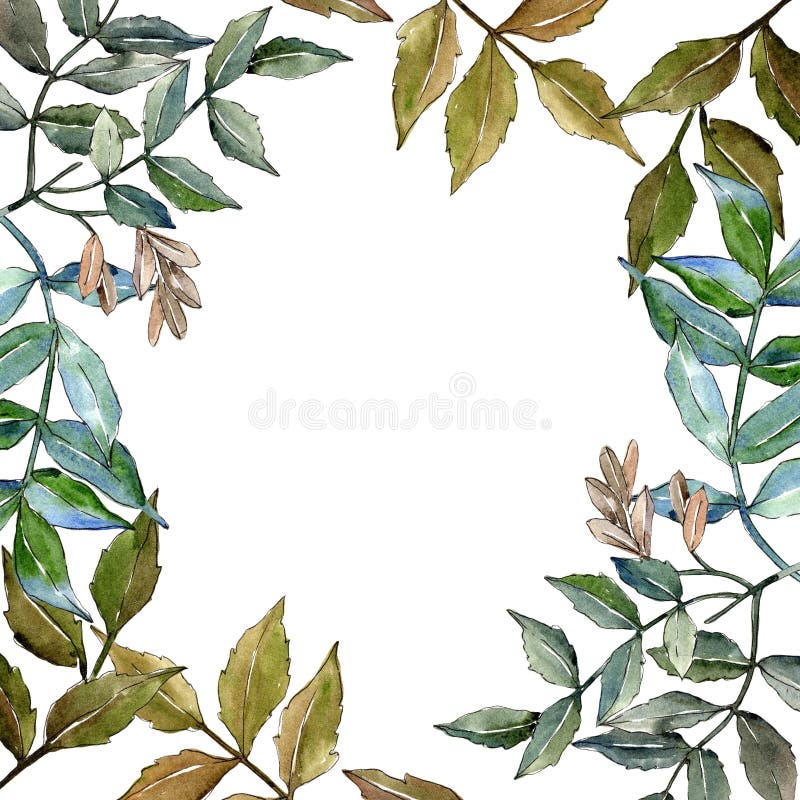Foglie della cenere verde Fogliame floreale del giardino botanico della pianta della foglia Quadrato dell'ornamento del confine d illustrazione vettoriale Foglie della cenere verde Fogliame floreale del giardino botanico della pianta della foglia Quadrato dell'ornamento del confine d illustrazione vettoriale