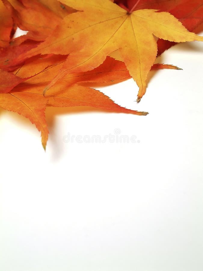 Foglie di acero fotografie stock Foglie di acero fotografie stock