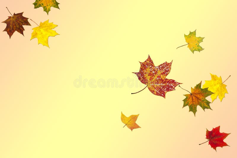 Foglie di acero di autunno con differenti colori illustrazione di stock Foglie di acero di autunno con differenti colori illustrazione di stock