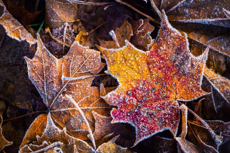 Foglie di acero fredde congelate del ghiaccio di mattina del gelo di autunno
