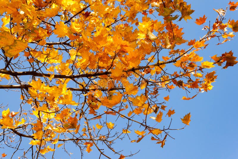Foglie di acero gialle rosse arancio variopinte luminose di caduta sull'albero sopra le foglie di autunno del fondo del cielo blu immagine stock libera da diritti Foglie di acero gialle rosse arancio variopinte luminose di caduta sull'albero sopra le foglie di autunno del fondo del cielo blu immagine stock libera da diritti