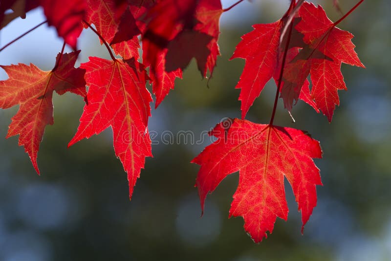 Foglie di acero rosse fotografia stock libera da diritti Foglie di acero rosse fotografia stock libera da diritti