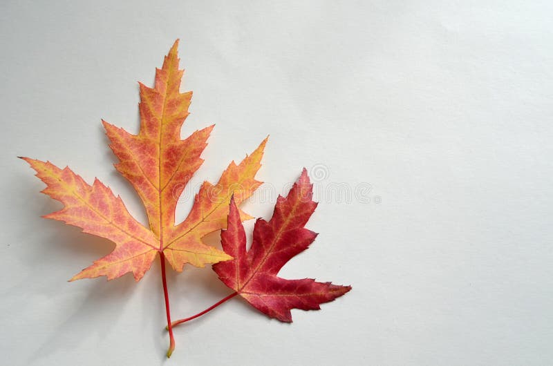 Foglie di acero vive isolate su fondo bianco Foglie di acero luminose di autunno Due hanno isolato le foglie di rosso e dell'aran immagini stock Foglie di acero vive isolate su fondo bianco Foglie di acero luminose di autunno Due hanno isolato le foglie di rosso e dell'aran immagini stock