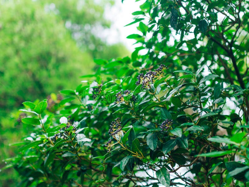 Foglie di alloro e delle bacche su un albero Foglia dell'alloro nel selvaggio immagine stock libera da diritti Foglie di alloro e delle bacche su un albero Foglia dell'alloro nel selvaggio immagine stock libera da diritti