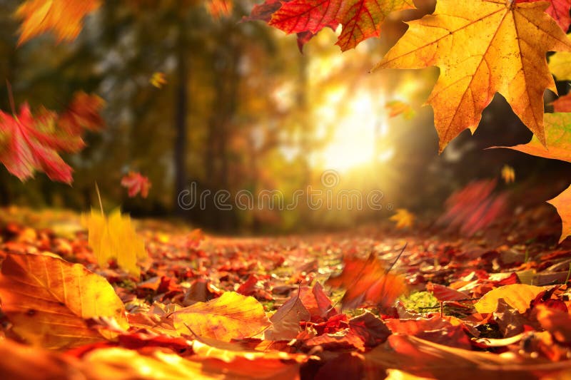 Foglie di autunno di caduta prima del tramonto