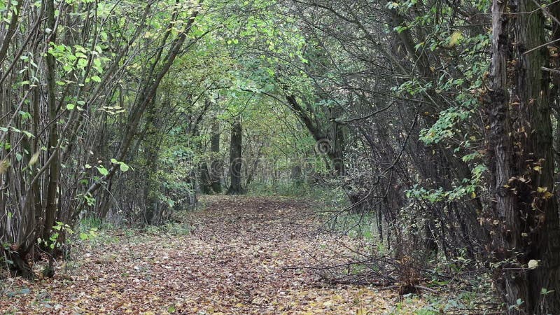 Foglie di autunno che cadono dagli alberi nel vento