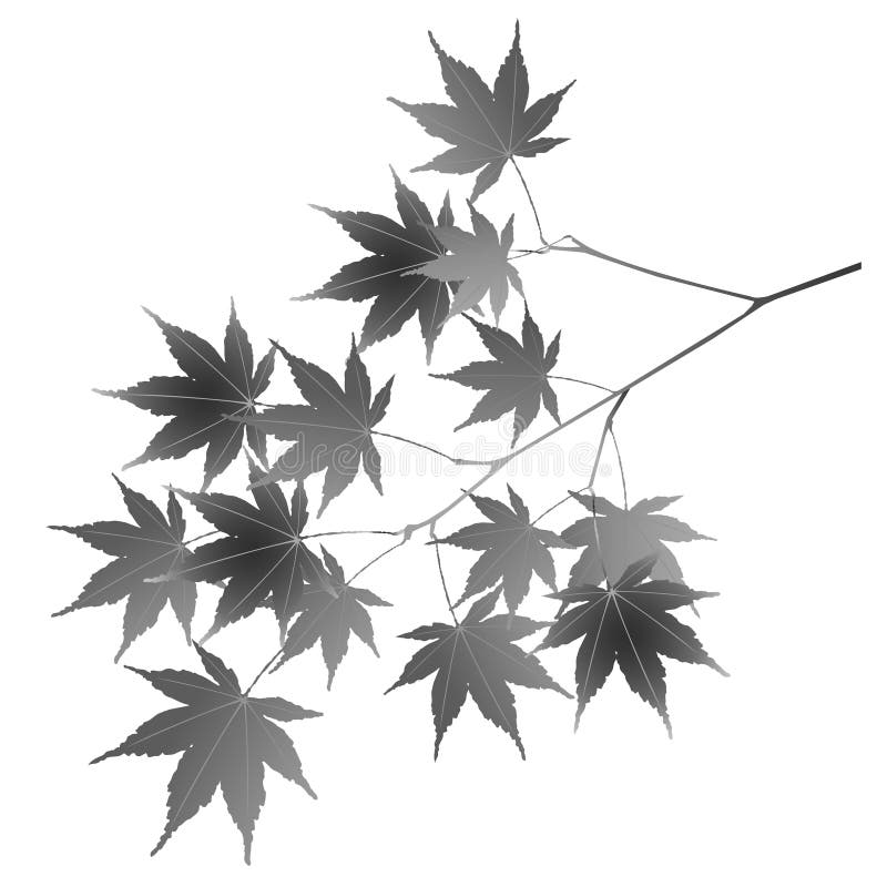 Foglie di autunno del materiale del Giappone illustrazione vettoriale Foglie di autunno del materiale del Giappone illustrazione vettoriale