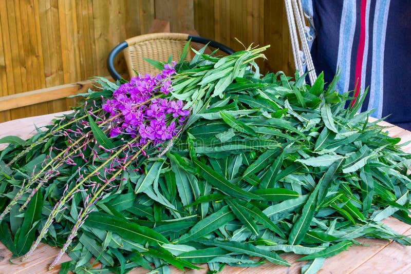 Foglie di battuta e fiori di fioritura - materie prime per rendere il tè russo tradizionale di Koporsky anche noto come Ivan Tea immagini stock Foglie di battuta e fiori di fioritura - materie prime per rendere il tè russo tradizionale di Koporsky anche noto come Ivan Tea immagini stock