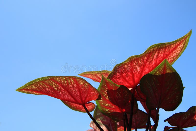 Foglie di bicolore di caladio rosso isolate sul cielo azzurro fotografia stock