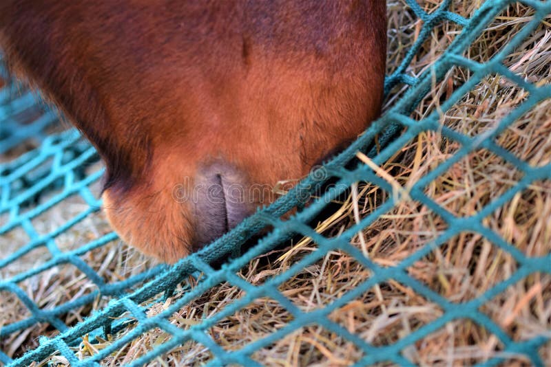 Foglie di cavallo che mangiano fieno da fieno di una rete di fieno grande e verde
