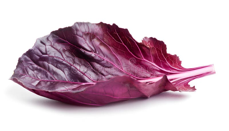 Foglie di cavolo rosso fresche isolate su bianco. Foglia di cavolo rosso fresca isolata dall'aria bianca generata