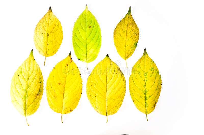 Foglie di giallo di autunno su un fondo bianco fotografia stock libera da diritti Foglie di giallo di autunno su un fondo bianco fotografia stock libera da diritti
