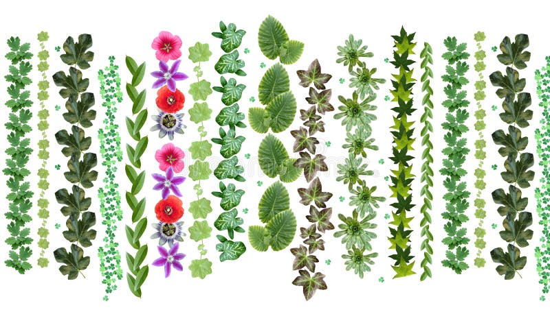 Foglie di giardino fresche verdi e modello di fiori royalty illustrazione gratis