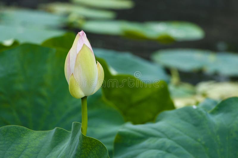 Foglie di loto bianco blu e di loto verde immagini stock libere da diritti Foglie di loto bianco blu e di loto verde immagini stock libere da diritti
