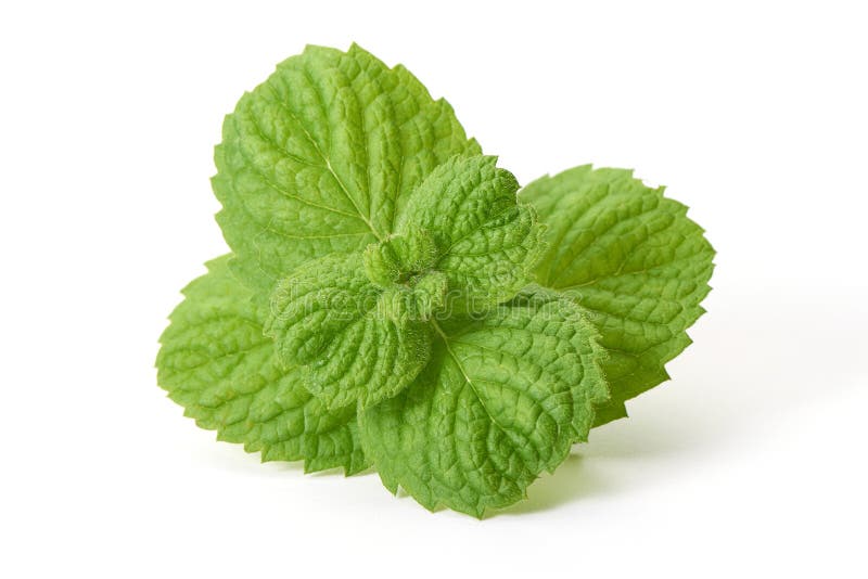 Foglie di menta fresca, primo piano, isolato su fondo bianco fotografia stock libera da diritti Foglie di menta fresca, primo piano, isolato su fondo bianco fotografia stock libera da diritti