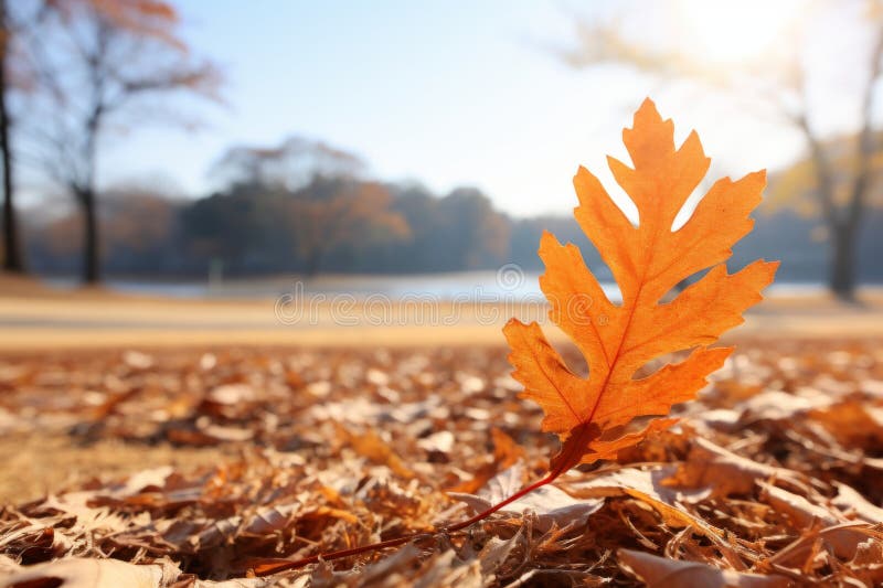 Foglie di quercia dorata che si immergono e oscillano alla luce solare incantevole illustrazione di stock