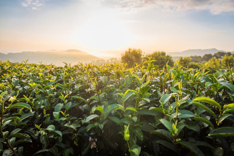 Foglie di tè nella mattina alla piantagione di tè 101 nel giorno luminoso sul fondo del cielo blu, attrazione turistica a Doi Mae fotografia stock Foglie di tè nella mattina alla piantagione di tè 101 nel giorno luminoso sul fondo del cielo blu, attrazione turistica a Doi Mae fotografia stock