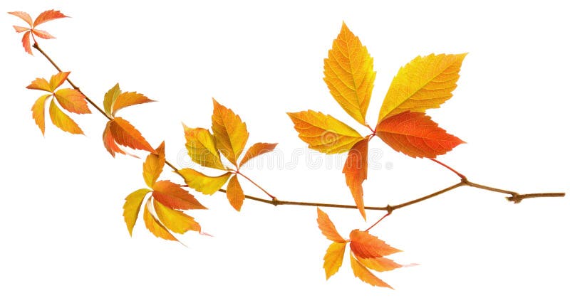 Foglie di uva autunnali isolate di colore giallo e rosso su un ramo di vite selvatiche su fondo bianco fotografia stock libera da diritti Foglie di uva autunnali isolate di colore giallo e rosso su un ramo di vite selvatiche su fondo bianco fotografia stock libera da diritti