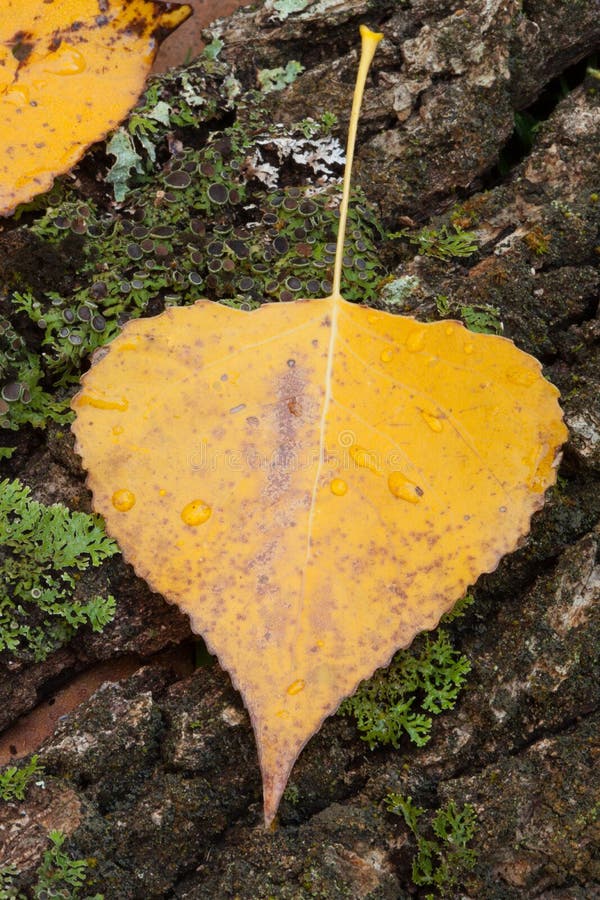 Foglie dorate vicine in autunno fotografia stock