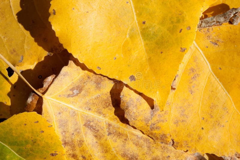 Foglie dorate vicine in autunno fotografie stock