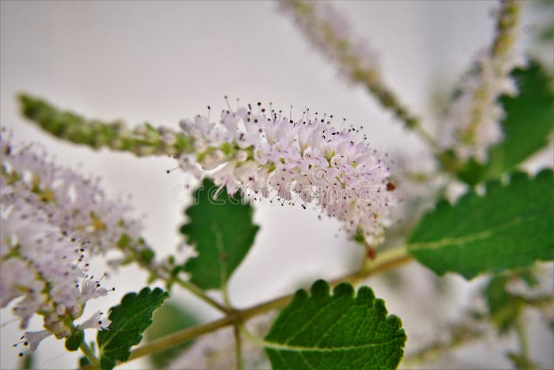 Foglie e fiori di commiphora myrrha immagine stock libera da diritti