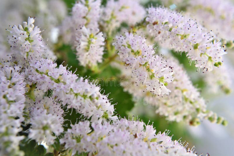 Foglie e fiori di commiphora myrrha immagini stock
