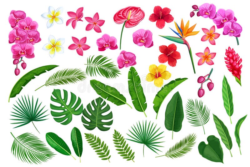 Foglie e fiori tropicali