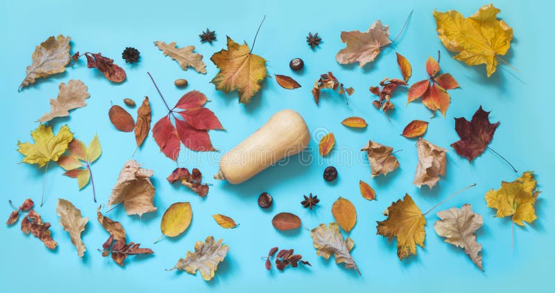 Foglie e zucca variopinte cadute sul blu punchy Composizione in autunno come modello Vista superiore immagine stock libera da diritti