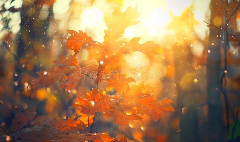 Foglie luminose colorate d'autunno che oscillano in un albero nel parco autunnale Sfondo colorato d'autunno, sfondo in caduta fotografia stock libera da diritti