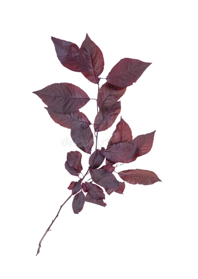 Foglie luminose multiple di rosa, isolate su un fondo bianco Fogliame rosso sui rami sottili Paesaggio affascinante di caduta immagini stock libere da diritti Foglie luminose multiple di rosa, isolate su un fondo bianco Fogliame rosso sui rami sottili Paesaggio affascinante di caduta immagini stock libere da diritti
