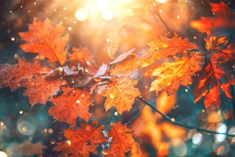 Foglie luminose variopinte di autunno che oscillano su una quercia in parco autunnale Fondo di caduta fotografia stock