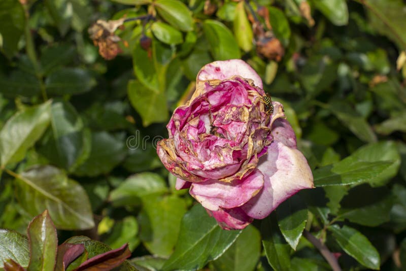 Foglie, petali e fiori di rosa malati macchiati di macchie Macchie, marciume e parassiti delle rose