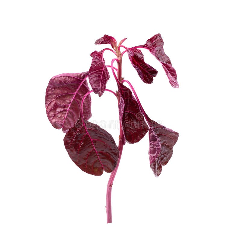 Foglie rosse degli spinaci isolate su fondo bianco immagini stock Foglie rosse degli spinaci isolate su fondo bianco immagini stock