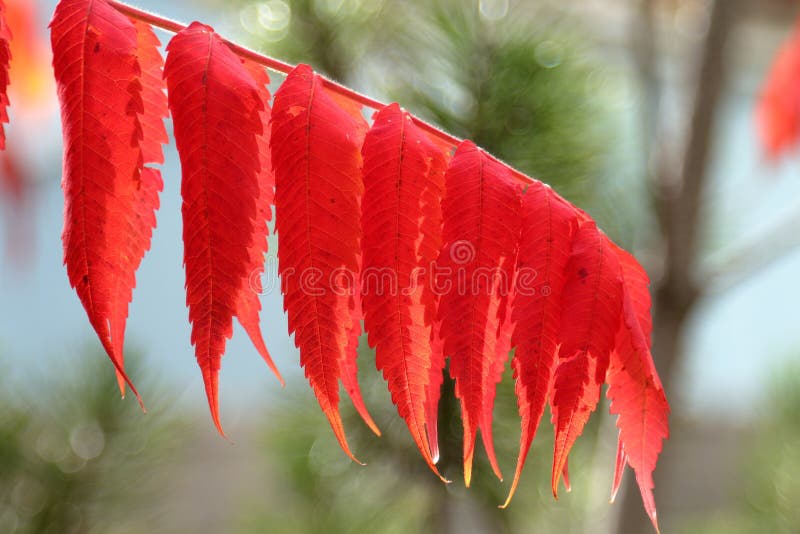 Foglie rosse della sorba di autunno sui precedenti della natura. La sorba rossa di autunno va sul fondo verde della natura