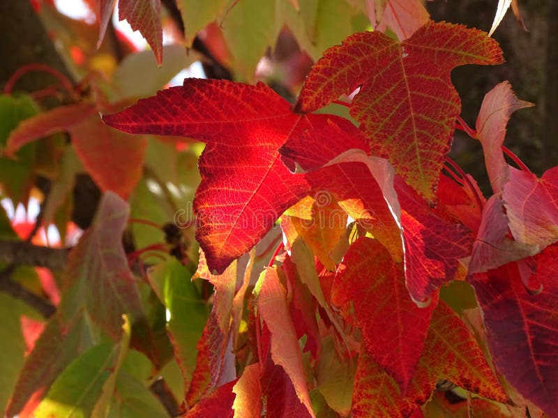 Foglie rosse sugli alberi