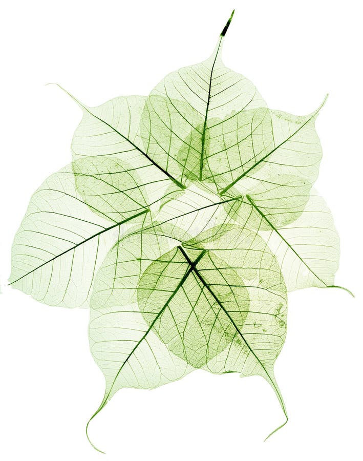 300 Pcs Ciondoli A Forma Di Foglia In Acrilico Per Gioielli - Foto 5