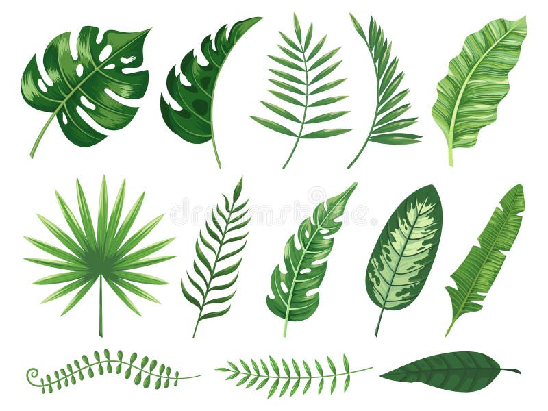 Foglie tropicali esotiche Foglia della pianta di Monstera, banani ed illustrazione di vettore isolata foglie di palma verdi dei t