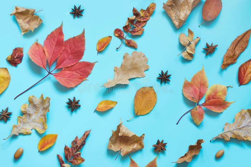 Foglie variopinte cadute sul blu punchy Composizione in autunno come modello Vista superiore fotografia stock libera da diritti