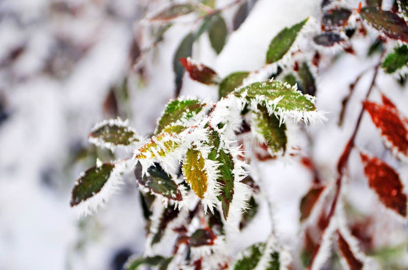 Foglie variopinte dell'albero coperto di gelo fotografia stock