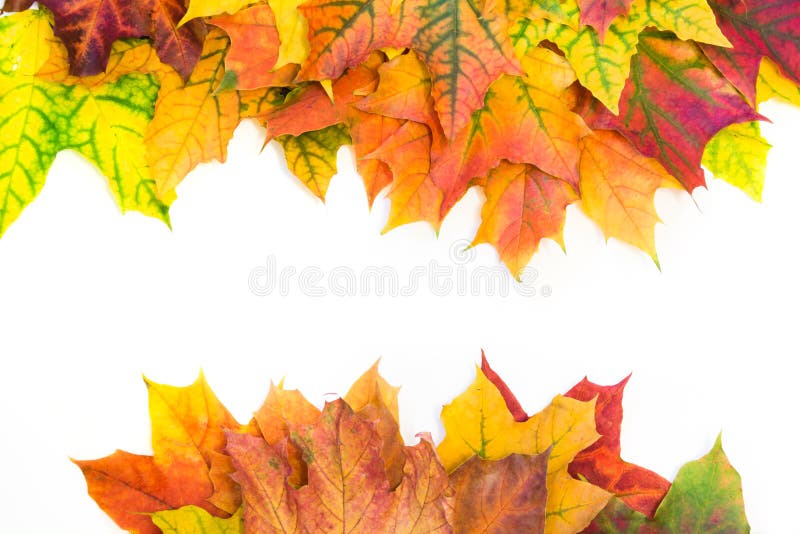 Foglie variopinte di autunno come confine con spazio bianco per testo Vista superiore Struttura di caduta illustrazione vettoriale