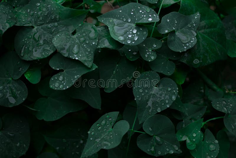 Dark green leaves with water drops, hedge, plant background. Dark green leaves with water drops, hedge, plant background