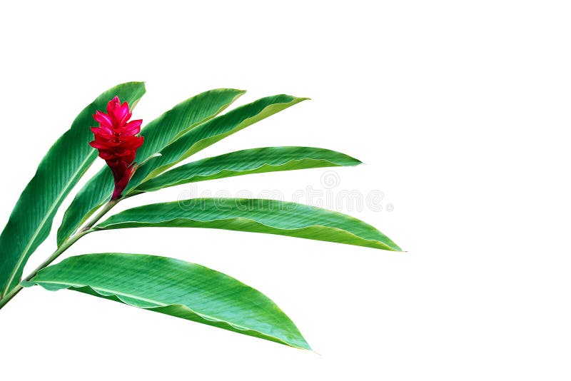 Green leaves with red flower of red ginger Alpinia purpurata tropical forest plant isolated on white background, clipping path included. Green leaves with red flower of red ginger Alpinia purpurata tropical forest plant isolated on white background, clipping path included.