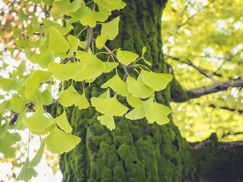 Foglie verdi del Gingko sulla natura all'aperto dell'albero stagionale